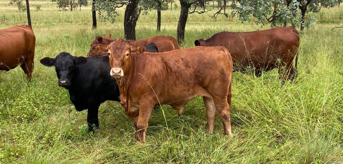 Top cross: Joining Limousin bulls to Santa Gertrudis, Droughtmaster and Angus breeders has added bone and muscle to the Bishop crossbred progeny.