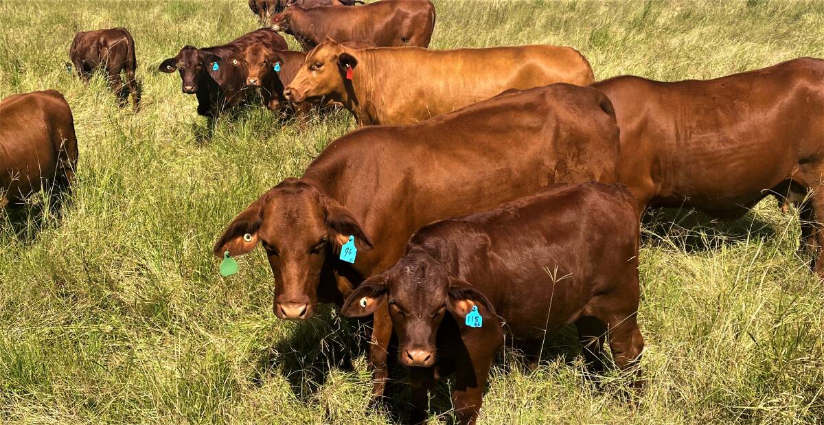 The Johansons purchased their first Santa Gertrudis bull in 1987, to introduce the breed's calm nature, beautiful build and red coat.