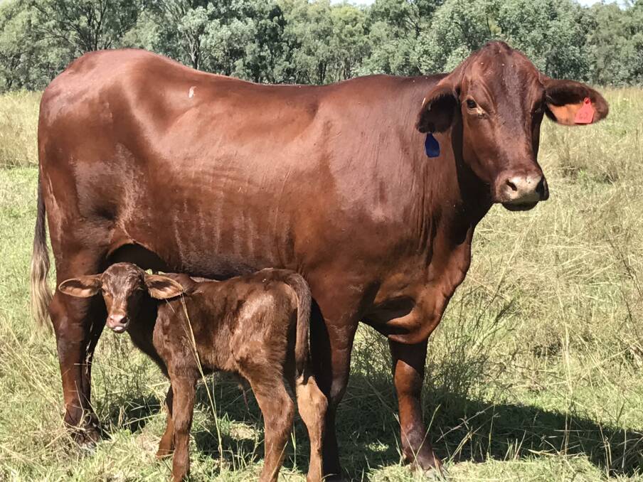 Over the years the Johansons has shifted from producing a Santa Gertrudis x Droughtmaster to a now almost entirely pure Santa Gertrudis herd.
