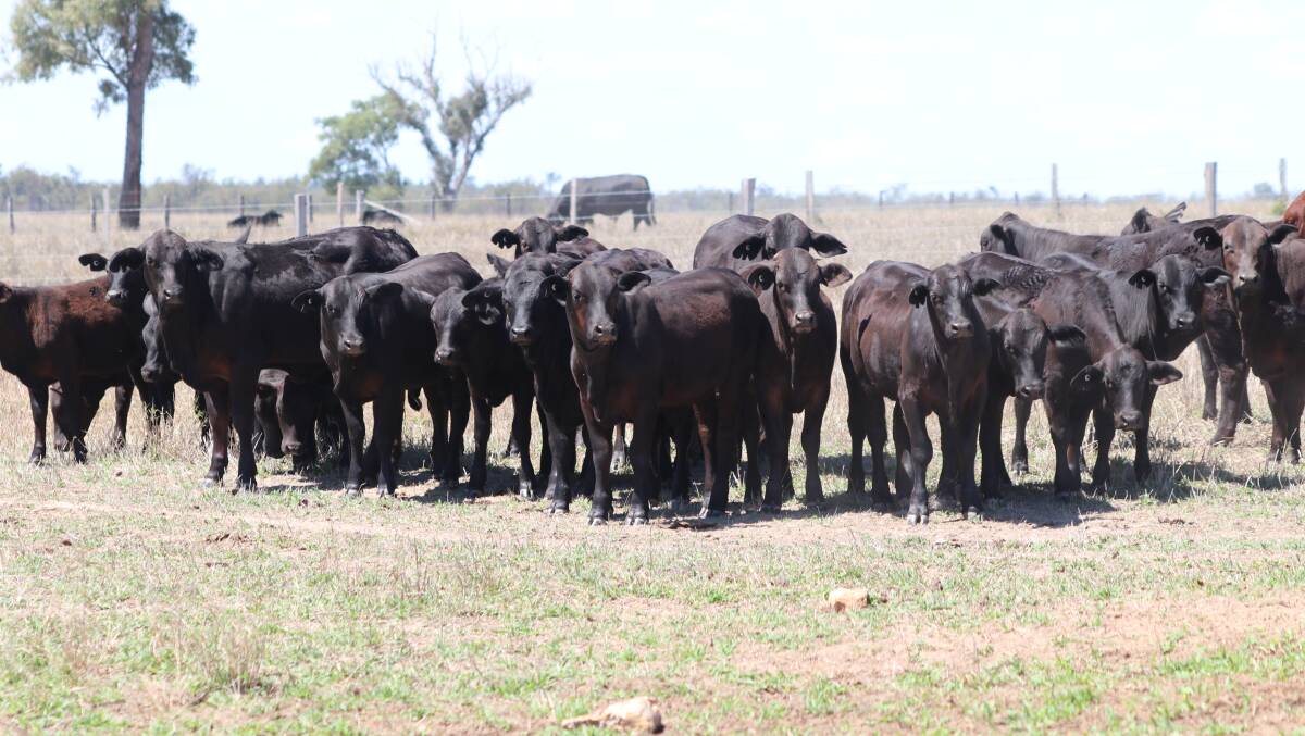 Quality Brangus heifers ready for Rocky | Queensland Country Life | QLD
