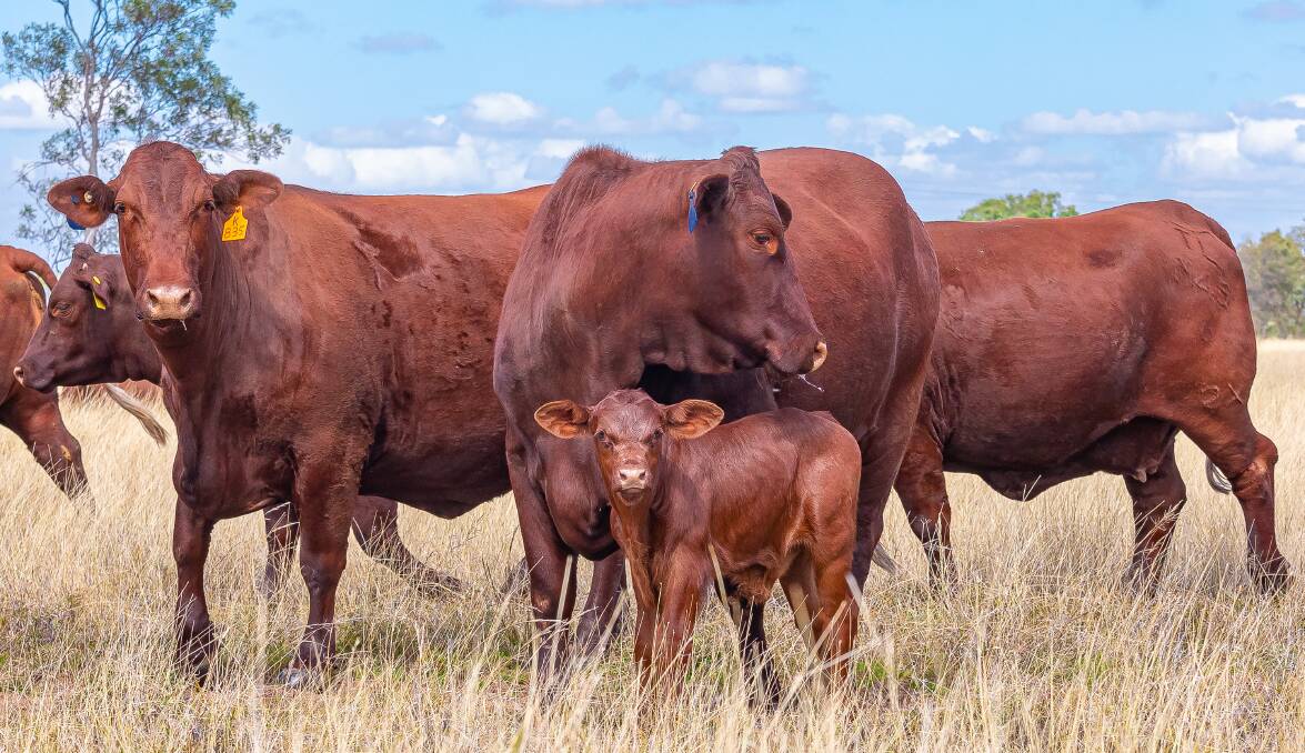 David Greenup said the modern Santa Gertrudis female has been selected for faster reproduction with an eye on not losing the extra weight gaining ability that the breed is renowned for. Picture by Jacque Photography.