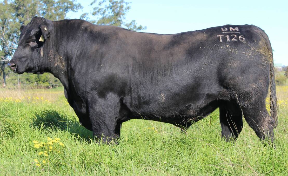 Boambee Try Me T126, sired by Knowla Packer P141, out of Ben Nevis Celeste J121, will be offered at sale. Picture supplied