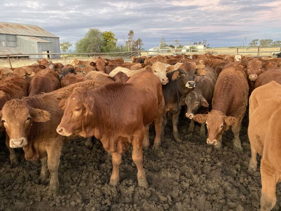 Joining Simmental bulls to Brahman-cross cows has allowed the Crocker family, Crochdantigh, Muckadilla, to get away from producing progeny with big fronts and tails. Picture supplied 