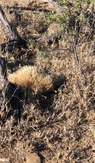 Another view of the echidna, well camouflaged among the dry Mitchell grass tussocks. Picture supplied.