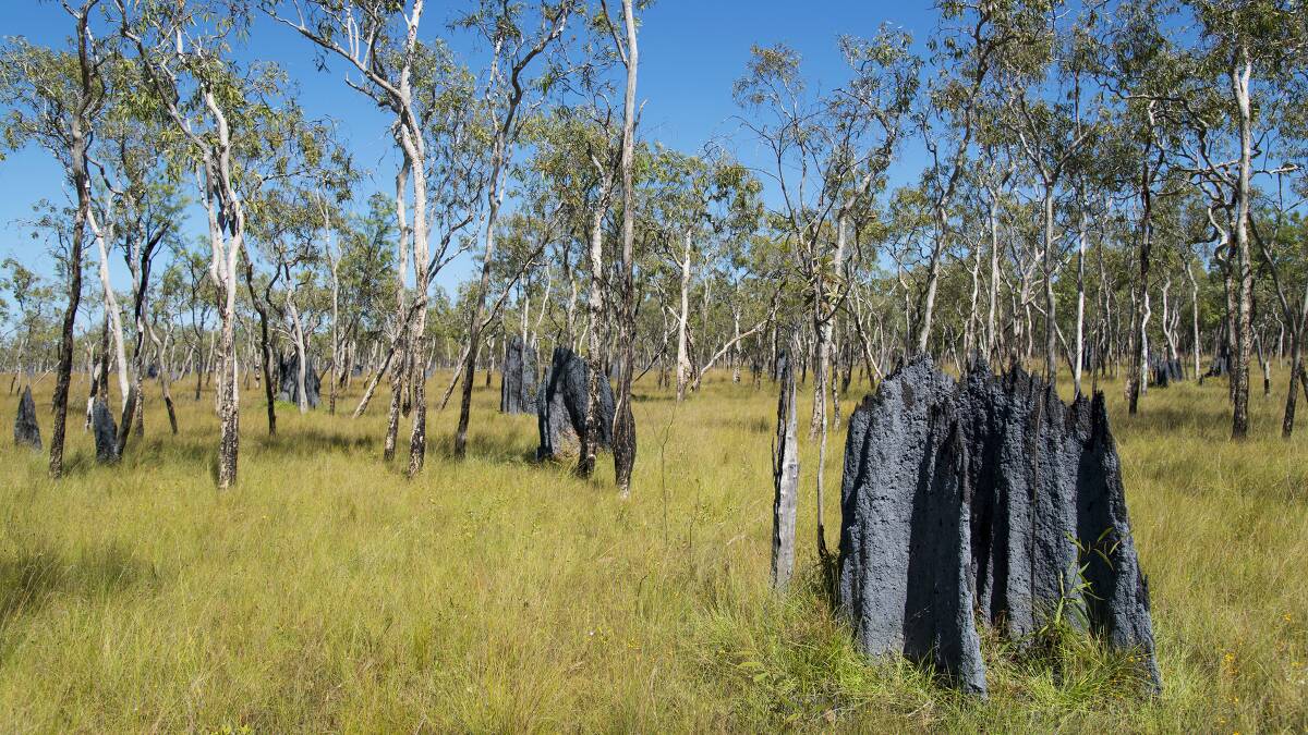 Termite mounds on the savannah plains in Olkola country. Picture: Supplied