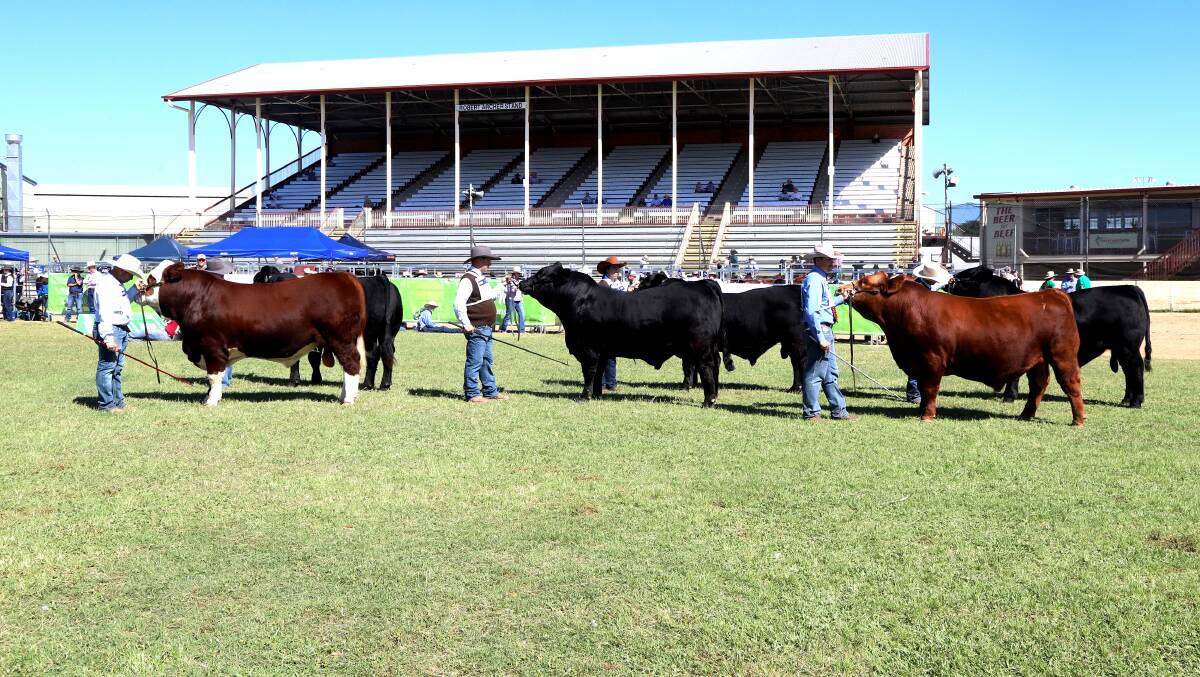 Simmental bulls being judged at the Rockhampton Showgrounds during Beef '24. Picture: Sally Gall