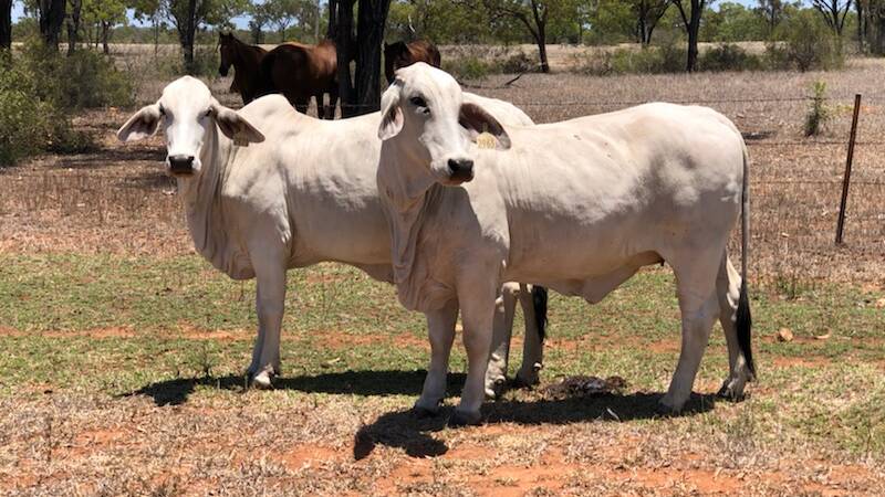Two of the Brownson's grey Brahman stud heifers.