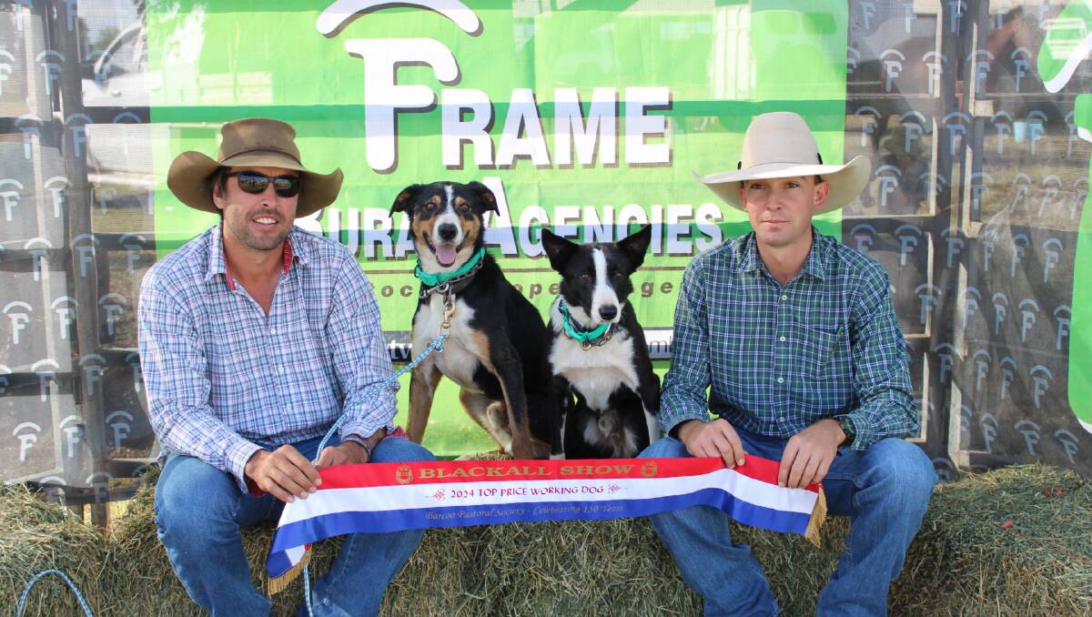 The equal top-selling dogs, BG Riverside Danny and Aitken's Cobber, with vendors Terry McWhirter and Jeremy Grills. Picture: Supplied