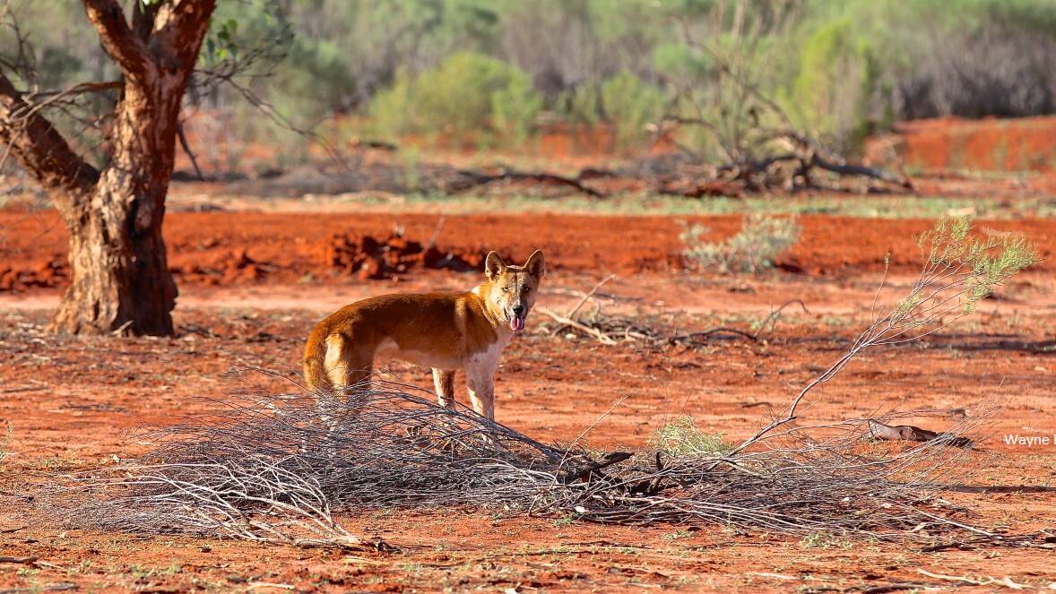 A wild dog in the environment. Picture: Wayne Preece