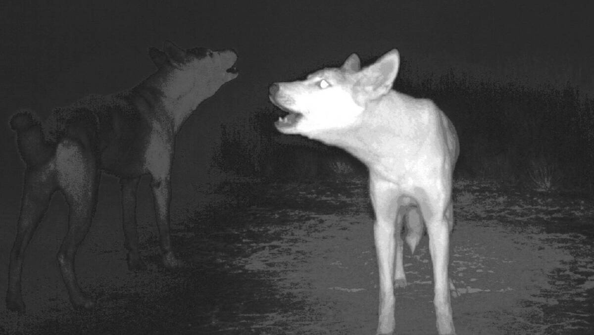 New DNA testing technology shows majority of wild dingoes are pure