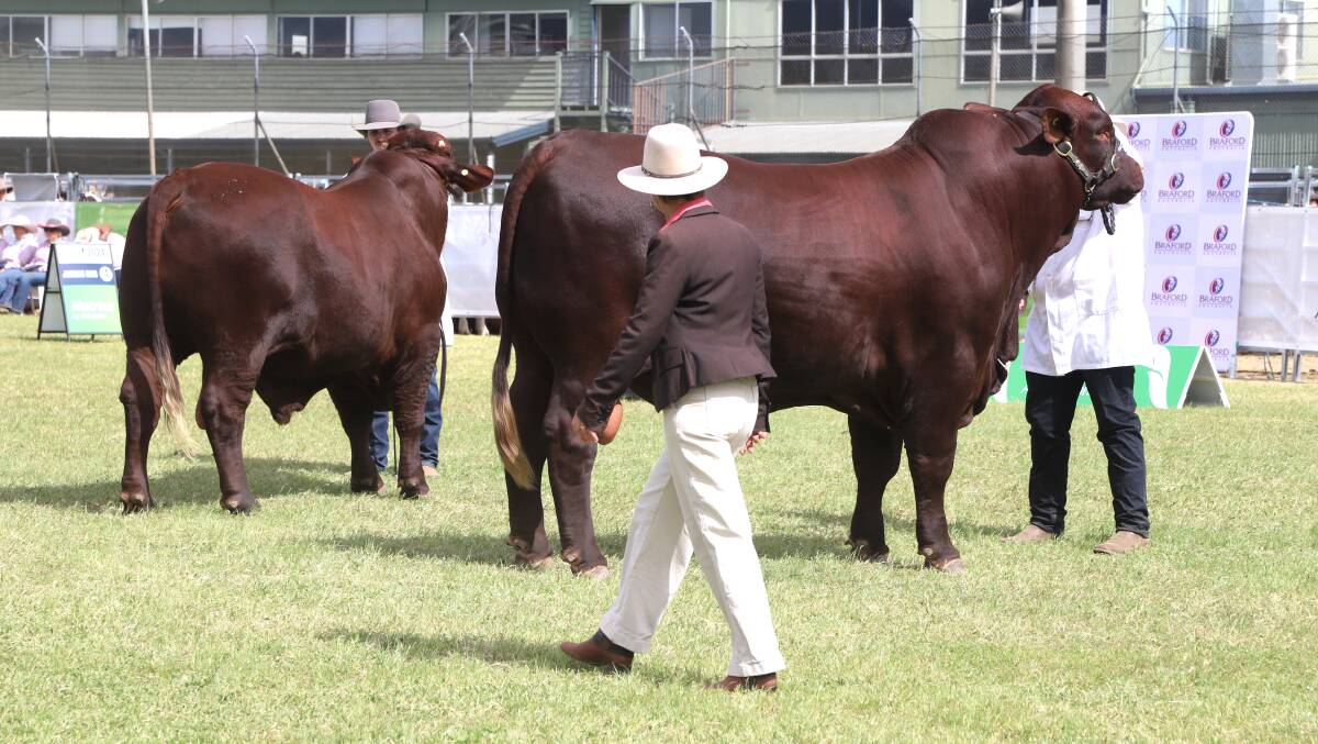 Erica Halliday judging one of the Santa Gertrudis bull classes at Beef '24. Picture: Sally Gall