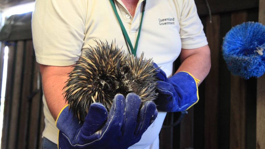 Wildlife officers with the rescued echidna.