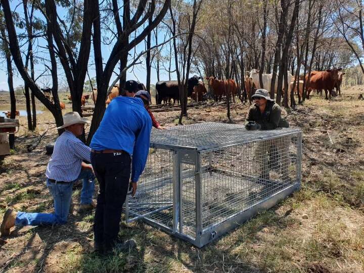 The SQ Landscapes team setting up a pig trap. Picture: Supplied