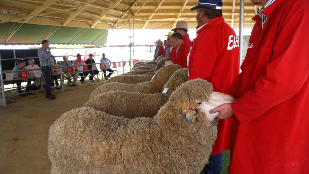 Stud Merino ewes lined up for judge Ric Power's inspection in the all-purpose categories of the state sheep show. Picture: Sally Gall