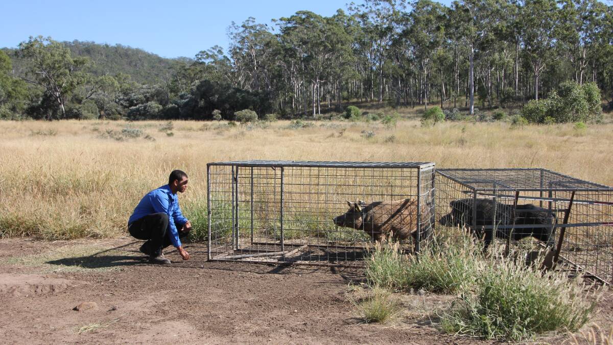 Lachlan Marshall checks a pig trap set up as part of the FMD simulation trial. Picture: Aiden Sydenham