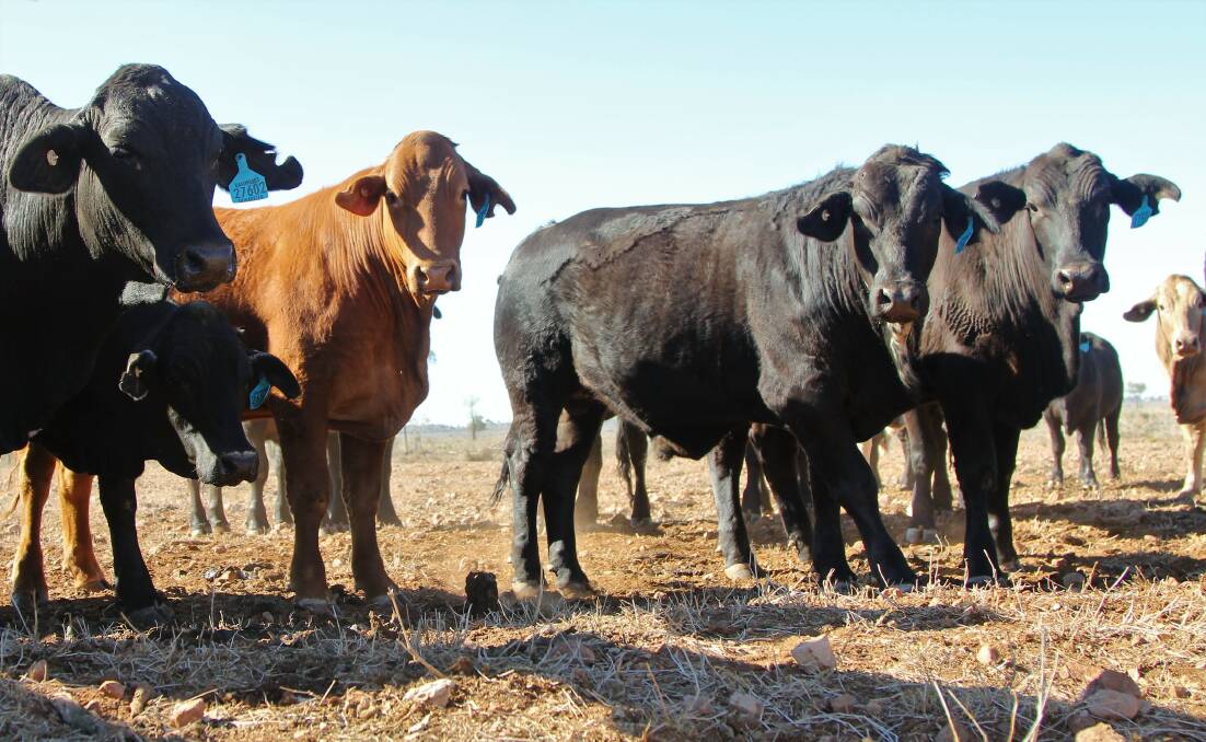 Grummitt family managing organic herd through drought | Queensland ...
