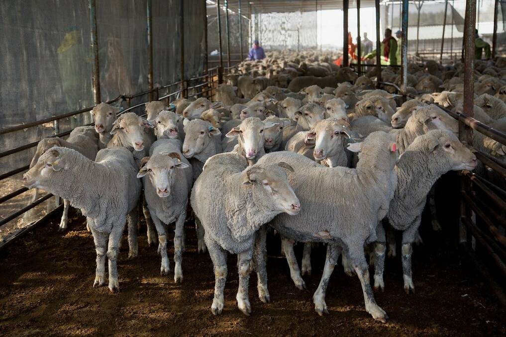 Australian Live Exporters Council chair David Galvin says any government phase-out of the live sheep trade is not just a sheep industry issue but an issue about agriculture's right to exist. Picture: ALEC