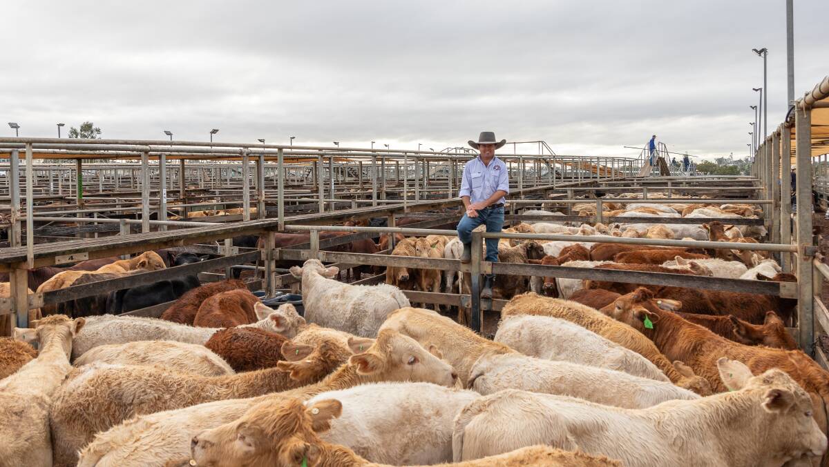 PJH Livestock and Property agent Edmund Cross with a pen of Bill and Shelly Taylor's Arcadia Valley Charolais-cross steers sold at Roma on Tuesday. Picture by Roma Saleyards.