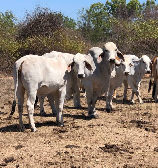 Good bone and length, plus a good head and loose skin are the attributes most sought after by the Brownson family in their commercial Brahman herd at Forest Home, Charters Towers.