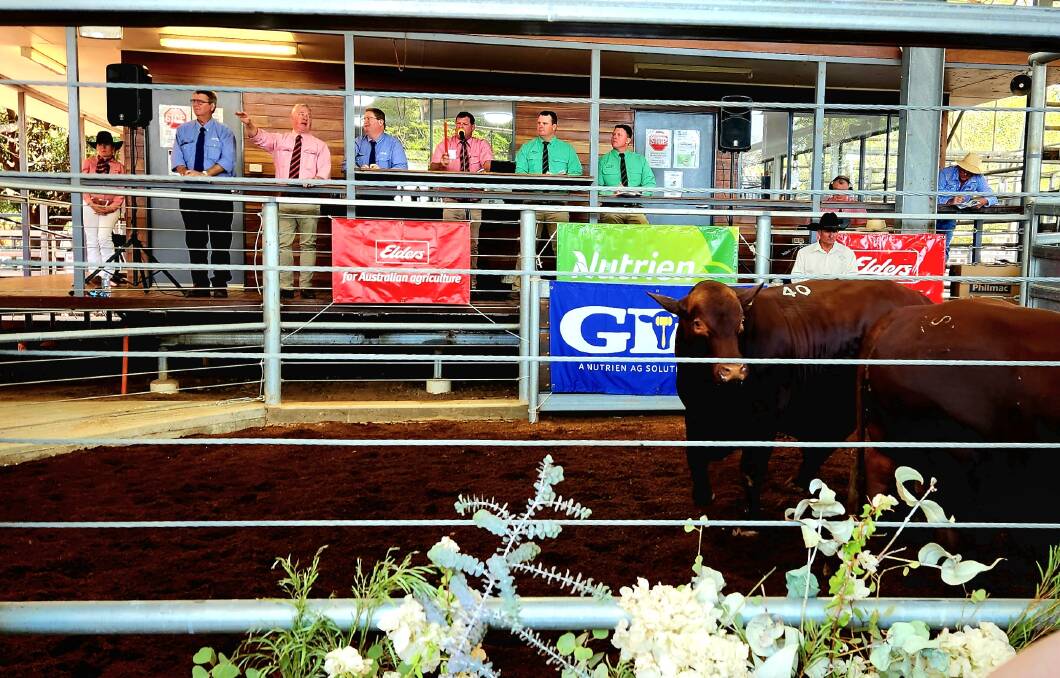 GDL, Elders and Nutrien agents selling at the Barcoo Breeders bull sale at Blackall. Picture: Sally Gall