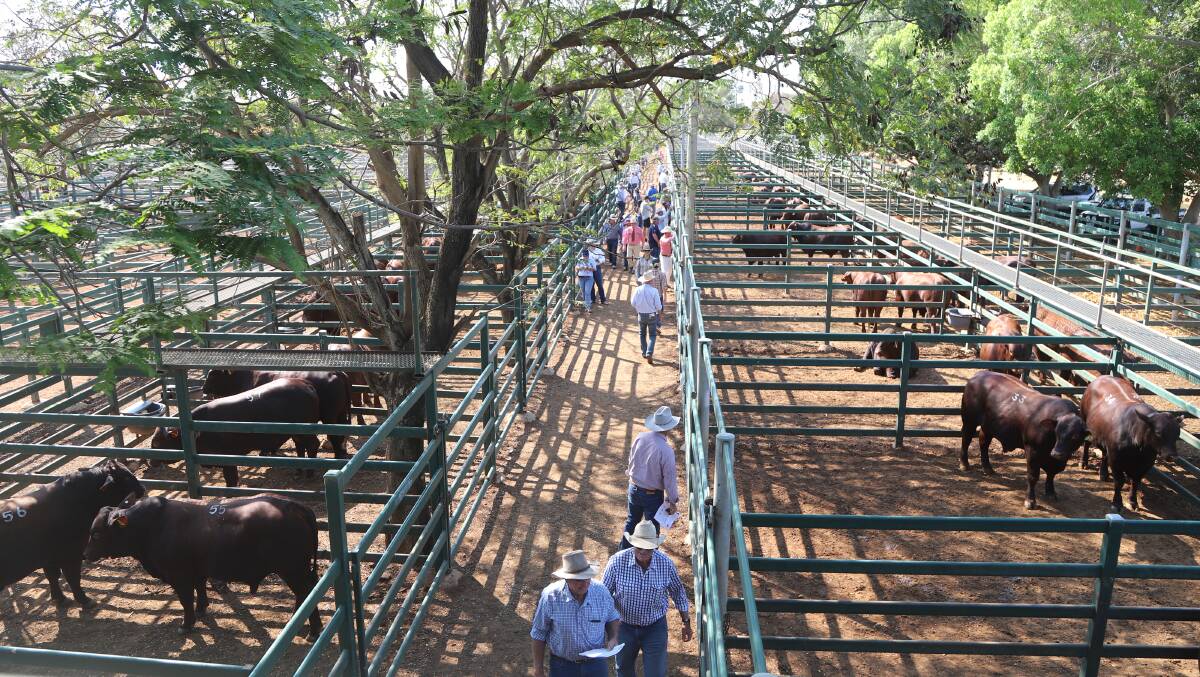Purchasers inspecting bulls at the Blackall saleyards prior to the sale. Picture: Sally Gall