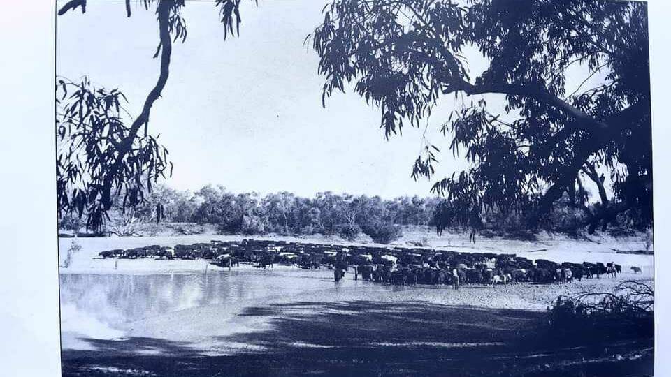 An historic picture from the Australian Foreign Affairs and Trade Department showing cattle fording Cooper Creek at McPhellamy's Crossing, enroute to the railhead at Quilpie.