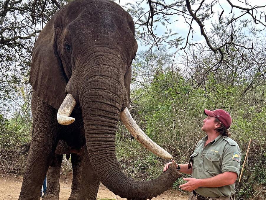 Flying vet Dr Campbell Costello getting up at close with an elephant in South Africa. Picture: Supplied