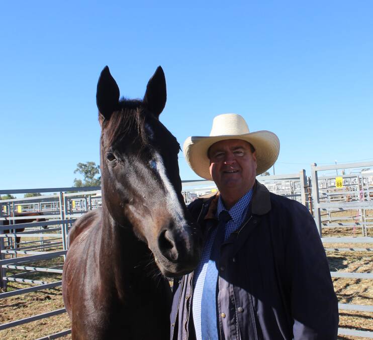 Average price of more than $6000 realised at Ag-Grow horse sale on June ...