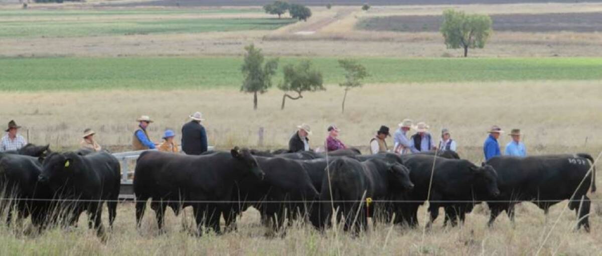 Hewitt Cattle Australia Secure Burenda Herd Queensland Country Life Queensland