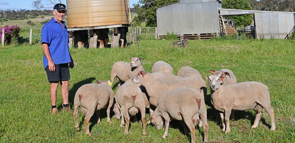 Myee stud principal Gary Cooley with next season's flock rams on his property near Toowoomba. Pictures: Billy Jupp 