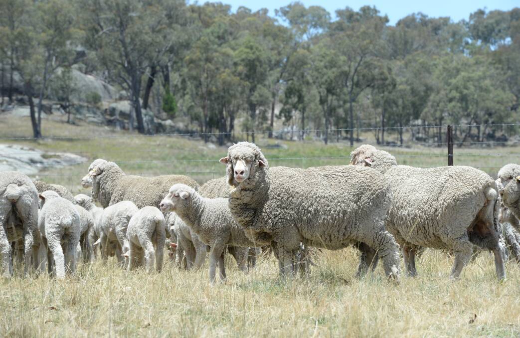 Ovine brucellosis (OB) is currently plaguing the industry in Queensland. Picture: File picture 