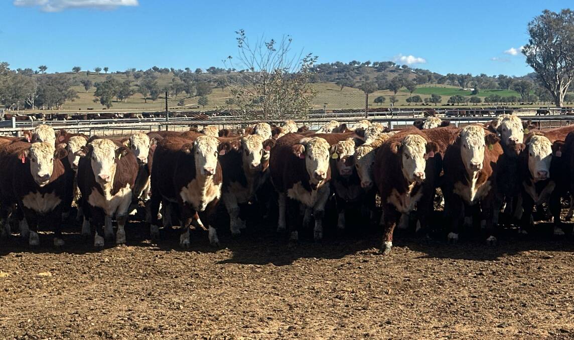 Ironbark stud produces Hereford cattle that can meet all markets, particularly lotfeeding. Ironbark's most recent load of 55 steers from the on-farm feedlot achieved an average of 62.41 on the MSA index. Picture supplied
