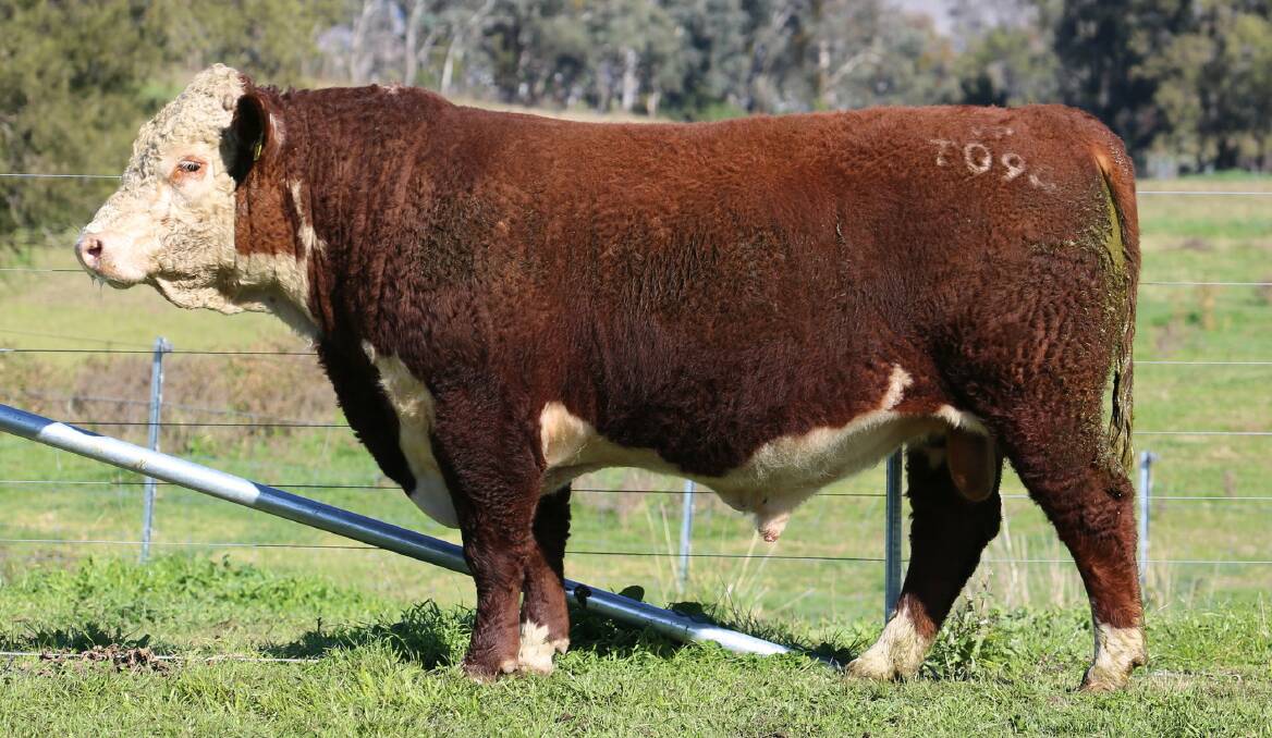 Lot 43, another Redford son. Depth in the catalogue gives Vielun's commercial buyers choice throughout the sale. Picture supplied

