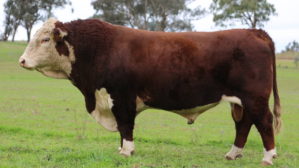 Injemira Robert Redford Q287 at rising five years of age. He was purchased in a syndicate for $160,000 is has become an exceptional sire for VPC. Picture supplied