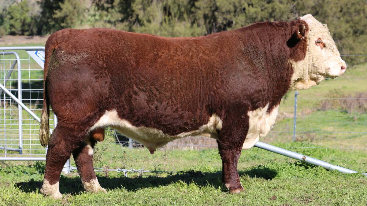 Lot 30, another star lot by Redford, who has made a big impact in the Vielun herd. Picture supplied