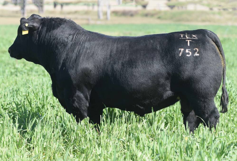 Lot 281 in the 2024 bull sale, the second last bull to sell, is Texas Handyman T752. Picture supplied