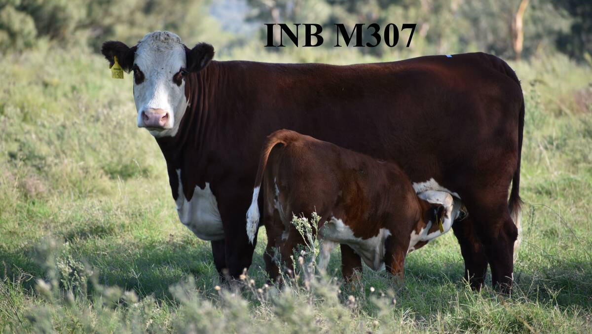 Ironbark Herefords is known for its consistency, with the exceptional female line producing bulls that make an impact in clients' herds.