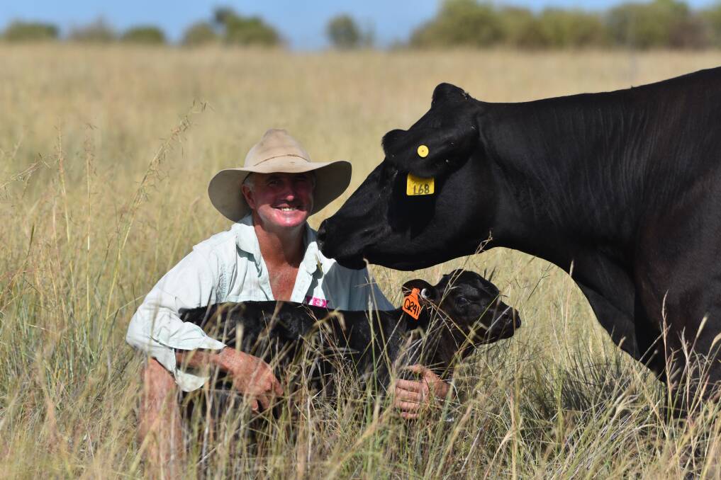 Ben Mayne tagging and weighing a calf at birth. Texas Angus implemented a docility scoring system for weaners and their mothers 20 years ago which includes scoring every cow on behaviour and protectiveness. Picture supplied