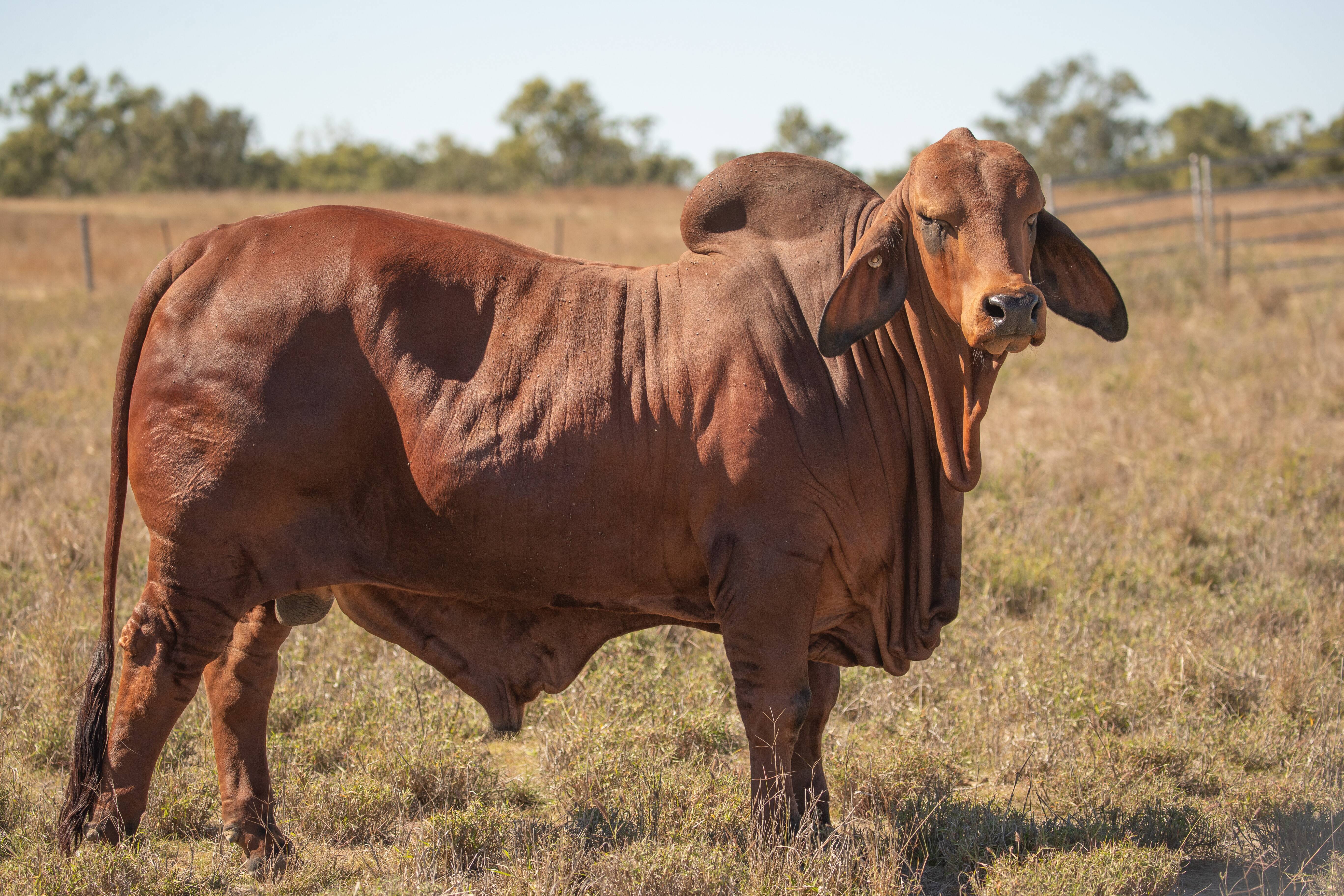 Impact sires at Wairuna Brahmans, Queensland Country Life