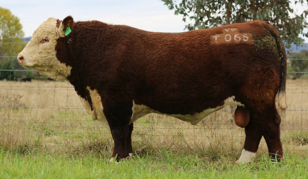 Lot 20b, VP Broadway T066, is a Churchill Broadway son that has been heavily used at VPC. Picture supplied