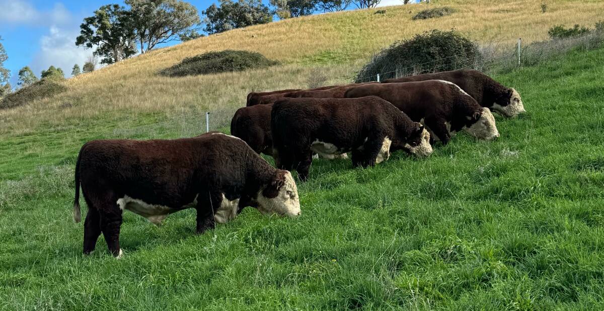 VPC is focused on consistent quality, and has catalogued a very even line of bulls for its 2024 sale. Picture supplied
