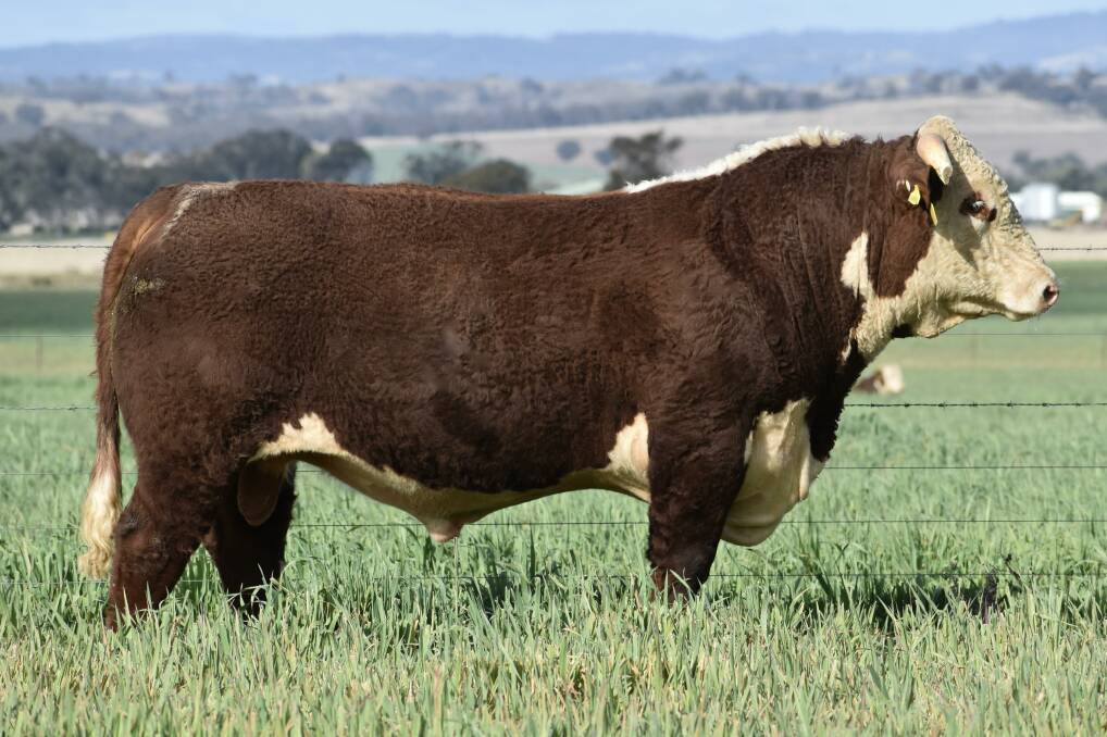 Stud sire Ironbark Marshall Q141, who made $54,000 in 2021. Picture supplied