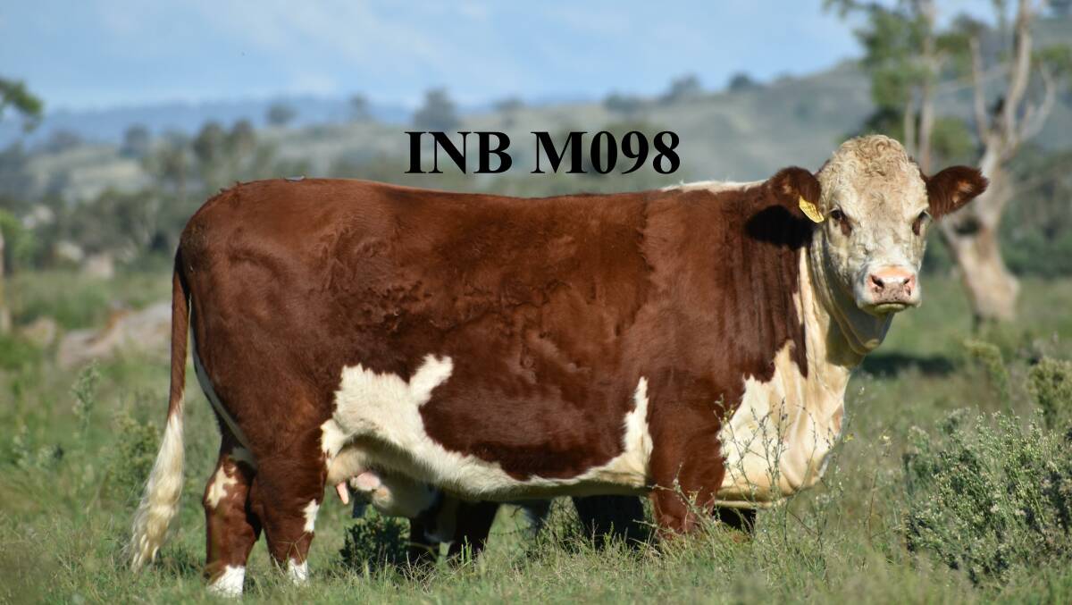 Ironbark Herefords is focused on producing high-performing cattle with exceptional structure. Picture supplied