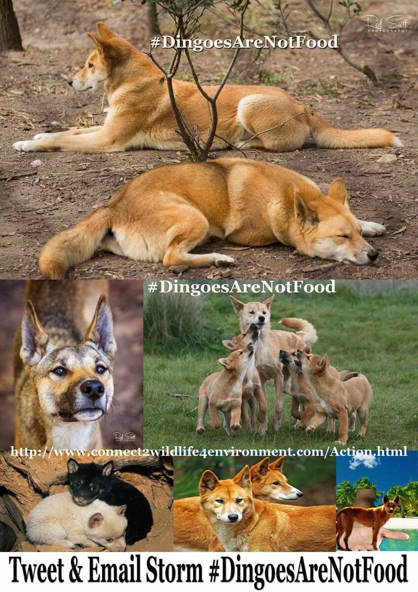 Ever wondered who would win in a fight between a dingo and a wolf