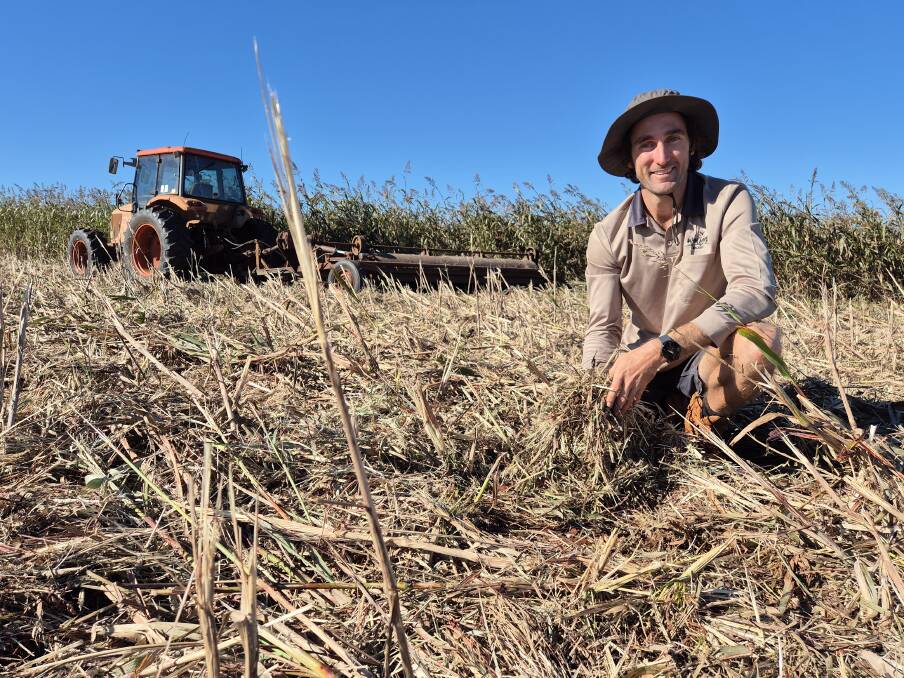Brodie Wolfenden within a crop jumbo sorghum which gets mulched and left to sit on top of the soil to break down naturally. Picture supplied