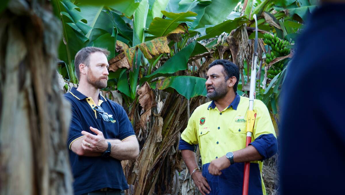 Banana grower and ABGC board member Andrew Serra with ABGC bunchy top inspector Amardeep Singh. Both are supportive of the surveillance and grower education program on how to recognise early disease symptoms and manage diseases more effectively. Picture by ABGC. 