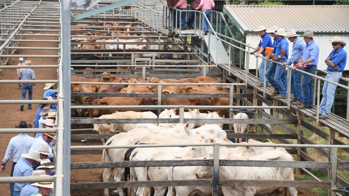 Steers reach 452c at Roma store sale