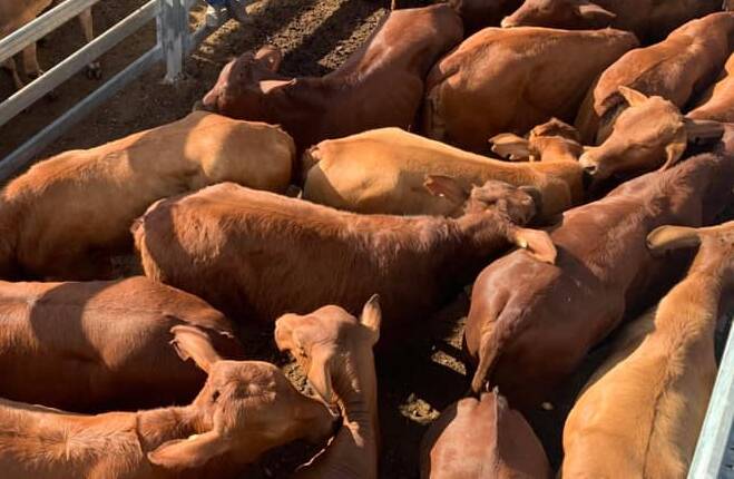 Weaner heifers sell for 354c/$824 at Gympie