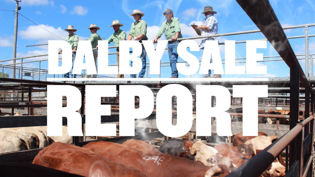 Steer calves reach 474c at Dalby