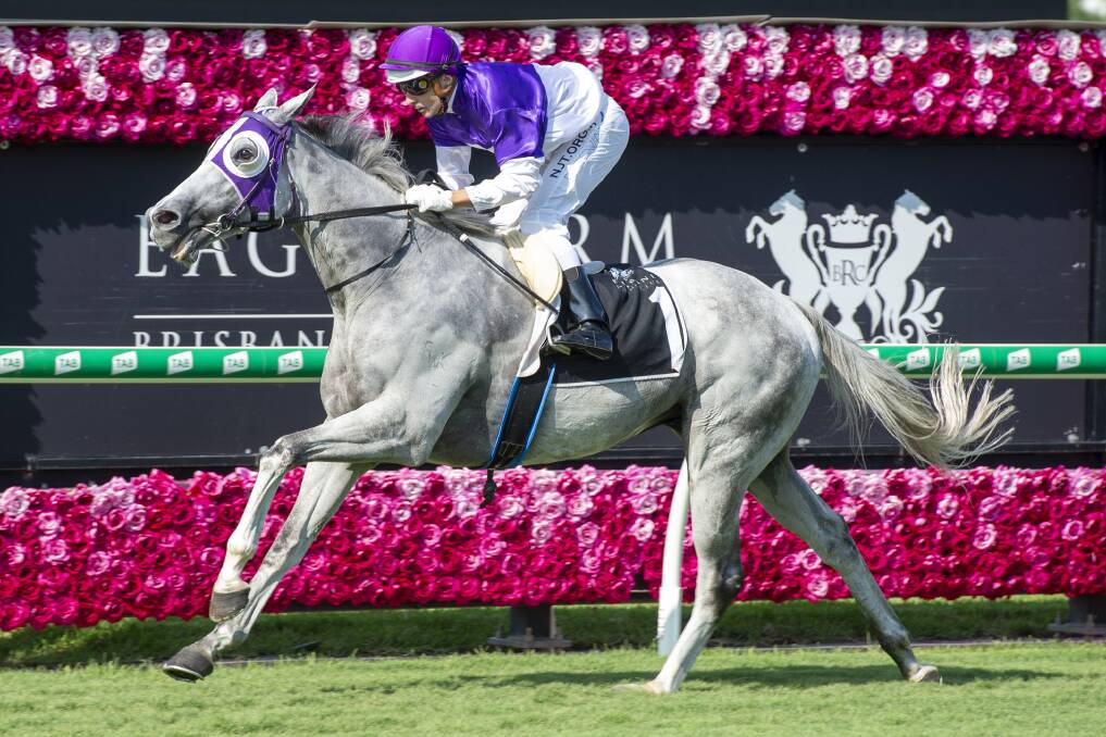 Popular grey gelding The Candy Man ridden by Brad Stewart wins the 1800m Open Quality Handicap at Eagle Farm on December 14 in track record time. Picture: Racing Queensland
